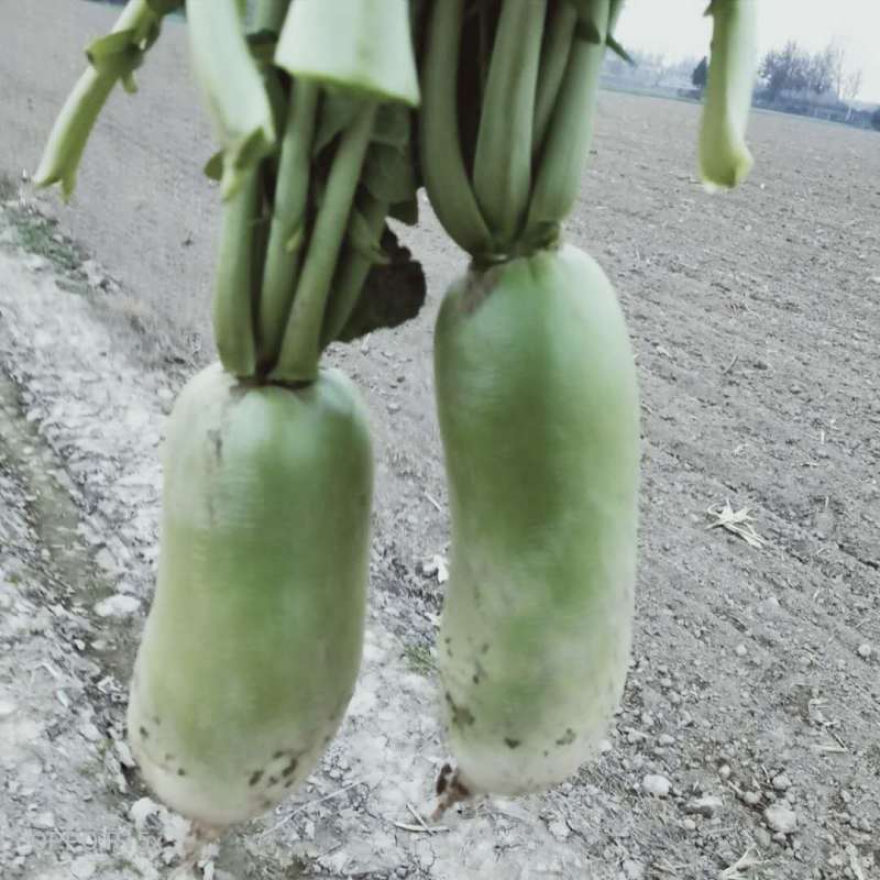 陕西西安青萝卜蔬菜萝卜脆甜生吃萝卜新鲜多规格
