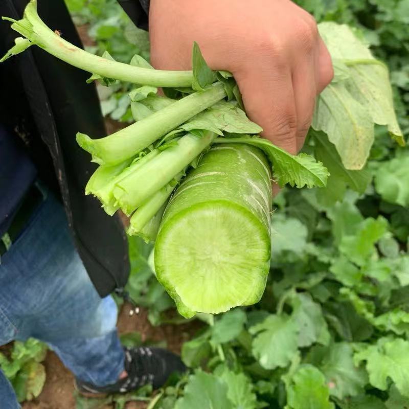 陕西西安青萝卜蔬菜萝卜脆甜生吃萝卜新鲜多规格