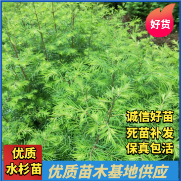 水杉苗，供应水杉苗，基地直发，量大从优一手货源可发全国