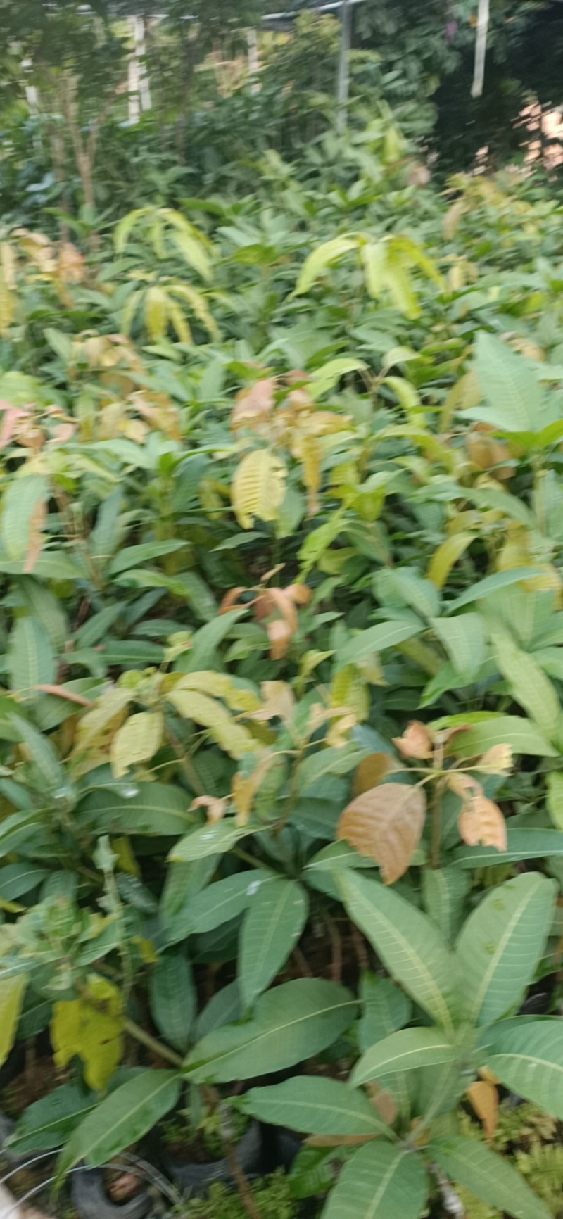 【精选】金煌芒芒果树苗产地直销，正宗嫁接营养杯苗大量上市