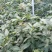 【精选】金煌芒芒果树苗产地直销，正宗嫁接营养杯苗大量上市