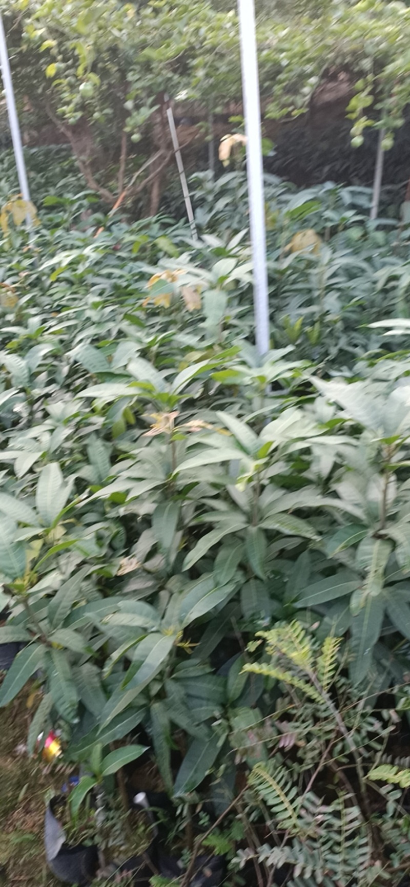 【精选】金煌芒芒果树苗产地直销，正宗嫁接营养杯苗大量上市