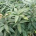 【精选】金煌芒芒果树苗产地直销，正宗嫁接营养杯苗大量上市