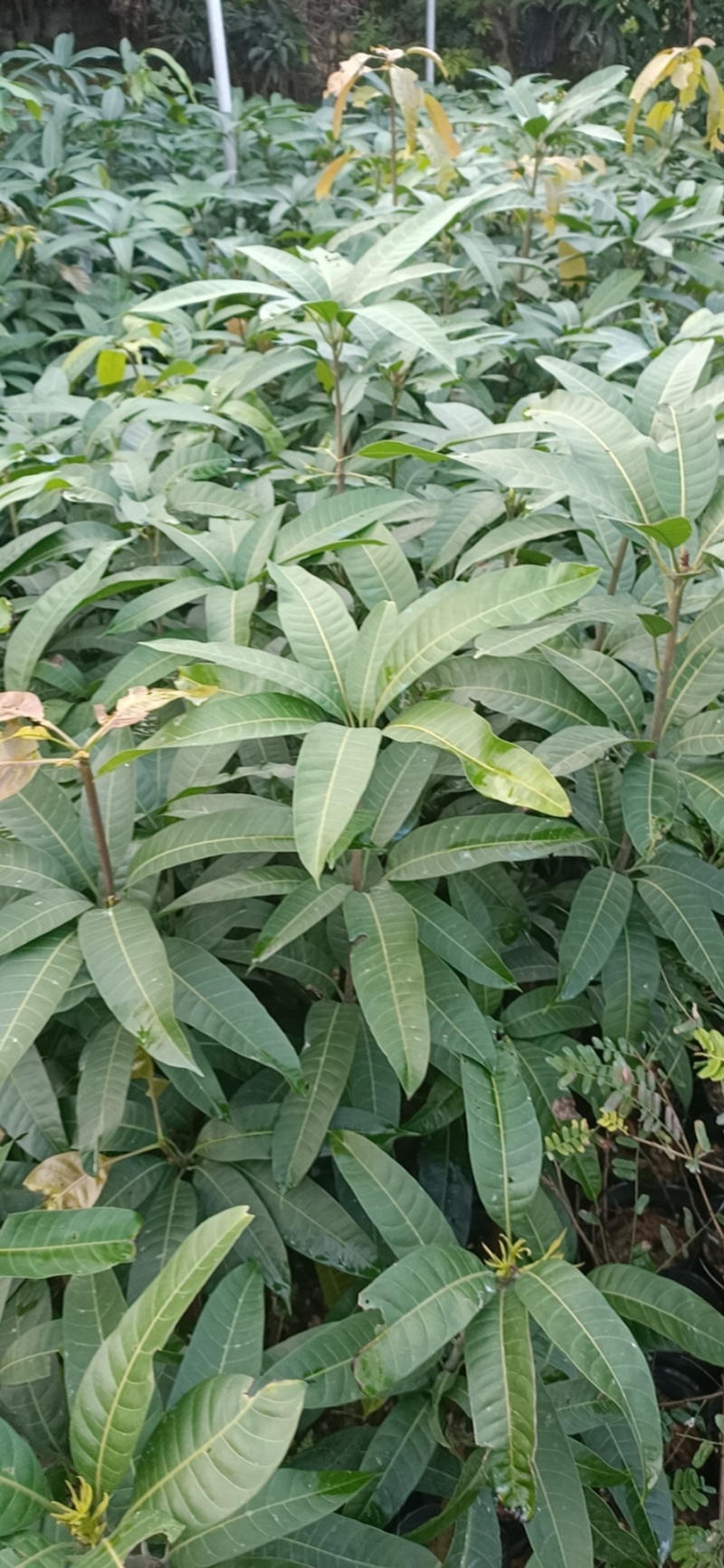 【精选】金煌芒芒果树苗产地直销，正宗嫁接营养杯苗大量上市
