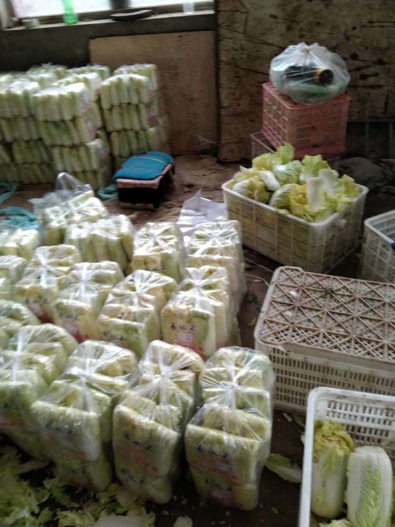 基地直销精品黄心娃娃菜对接商超，餐饮，量大从优