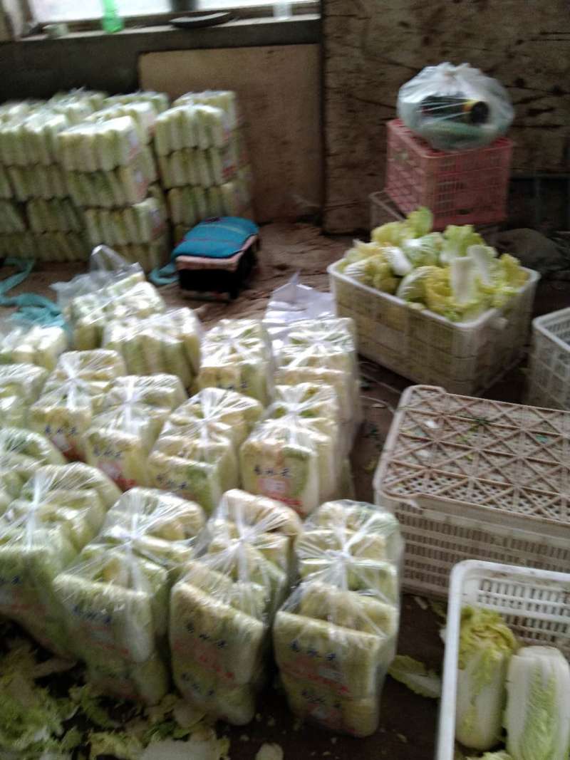 基地直销精品黄心娃娃菜对接商超，餐饮，量大从优