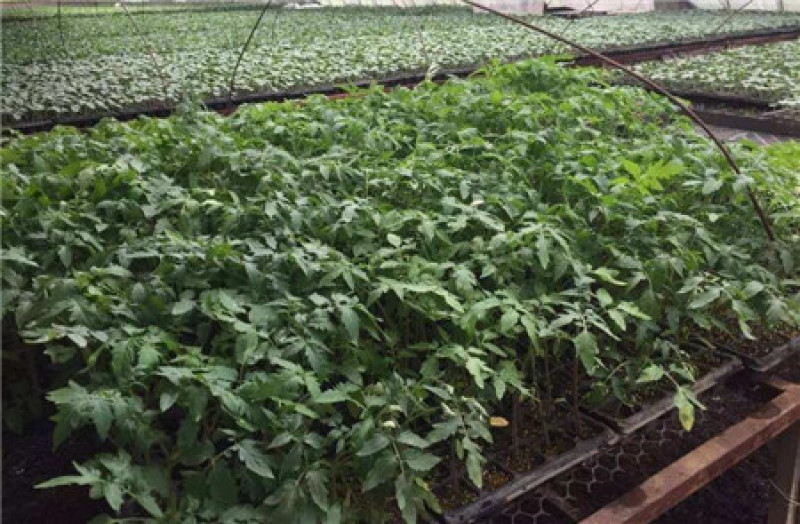 圣女果苗子批发,育小番茄苗的厂家,供应大小西红柿种苗