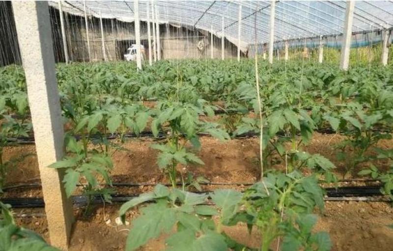 圣女果苗子批发,育小番茄苗的厂家,供应大小西红柿种苗