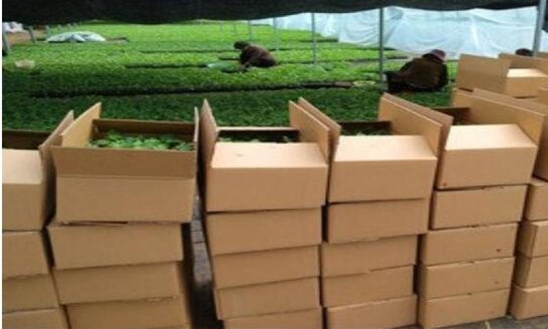 红玉西瓜苗,早春红玉礼品西瓜苗批发,小西瓜苗育苗厂