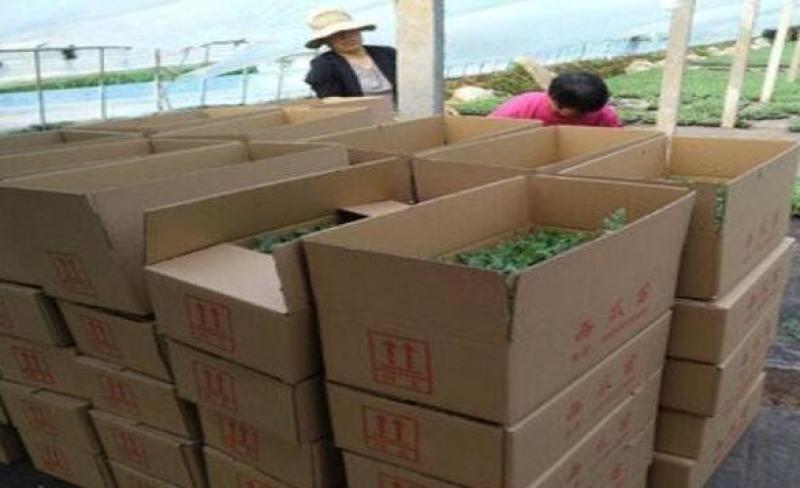 红玉西瓜苗,早春红玉礼品西瓜苗批发,小西瓜苗育苗厂