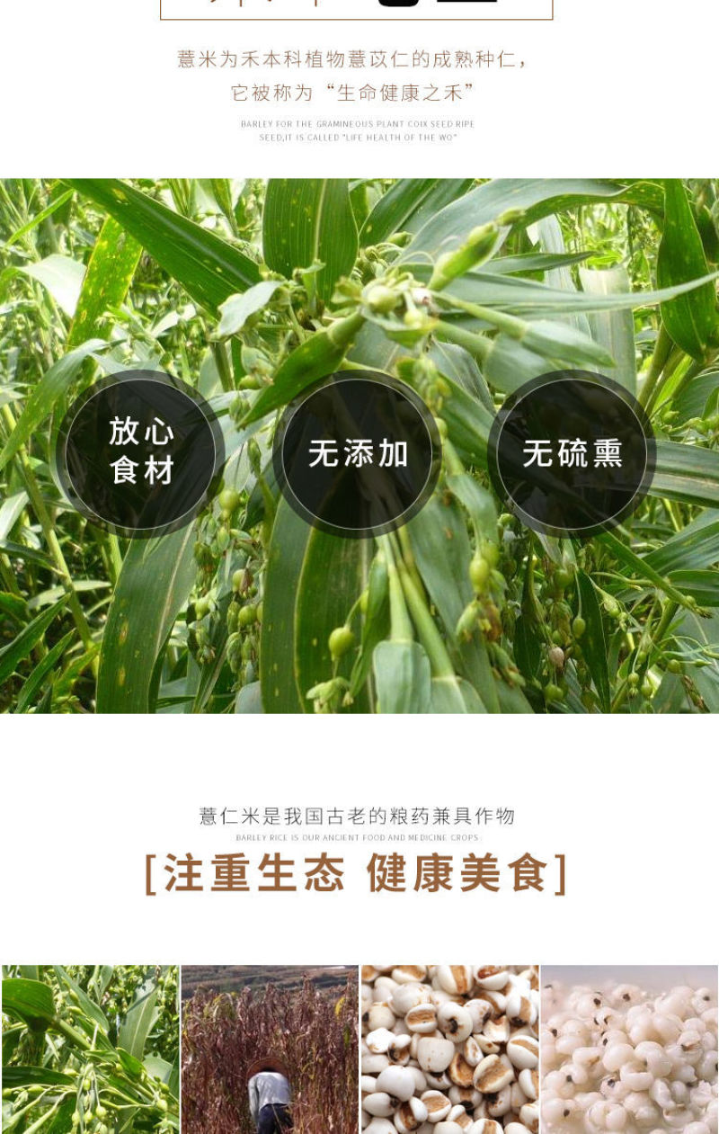 天然小薏米仁薏米薏仁米苡米仁500g农家自产做粥粗粮