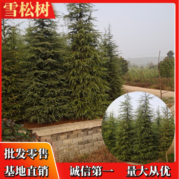 【精品】江苏优质雪松树基地直供包技术一条龙服务