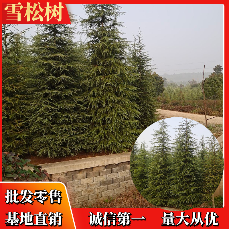 【精品】江苏优质雪松树基地直供包技术一条龙服务