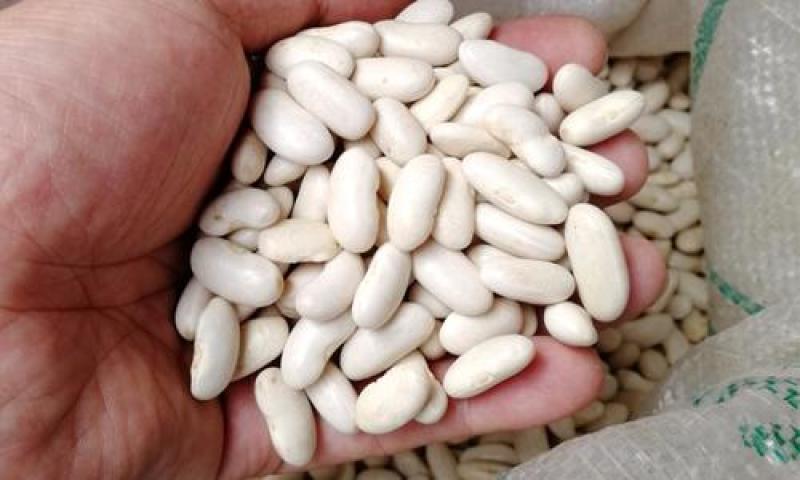 【双十一特惠】精选高山原生态白芸豆白凤豆可做豆沙用