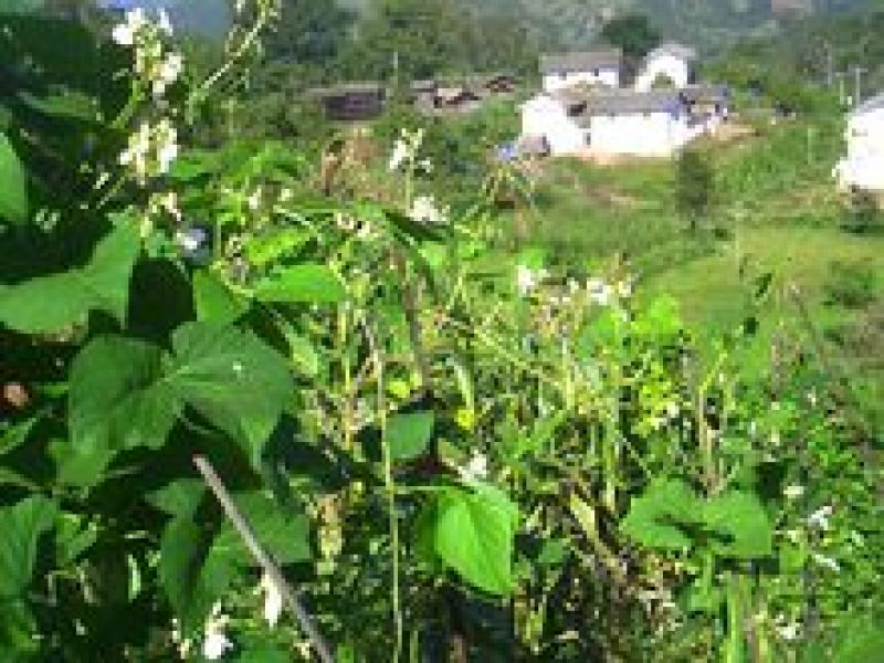 【双十一特惠】精选高山原生态白芸豆白凤豆可做豆沙用