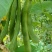 【双十一特惠】精选高山原生态白芸豆白凤豆可做豆沙用