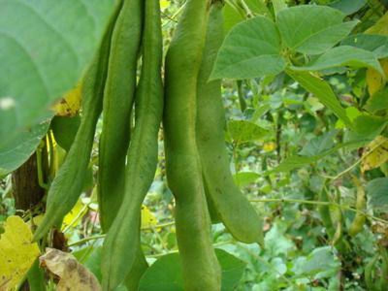 【双十一特惠】精选高山原生态白芸豆白凤豆可做豆沙用
