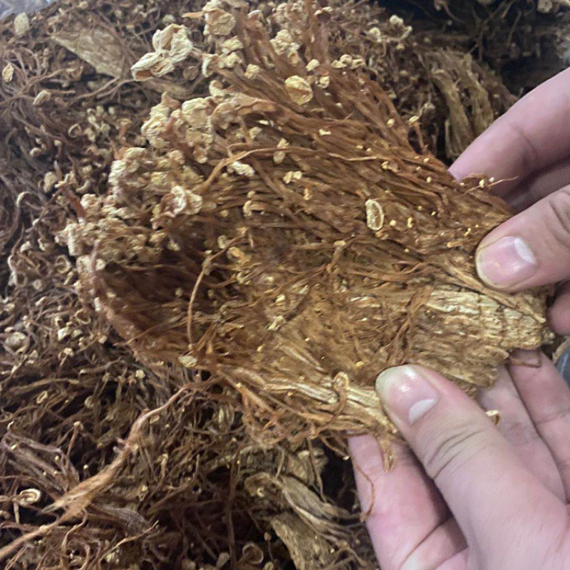开伞金针菇涂料下脚料白金针菇原料菇剪根黄金针菇提取物下脚