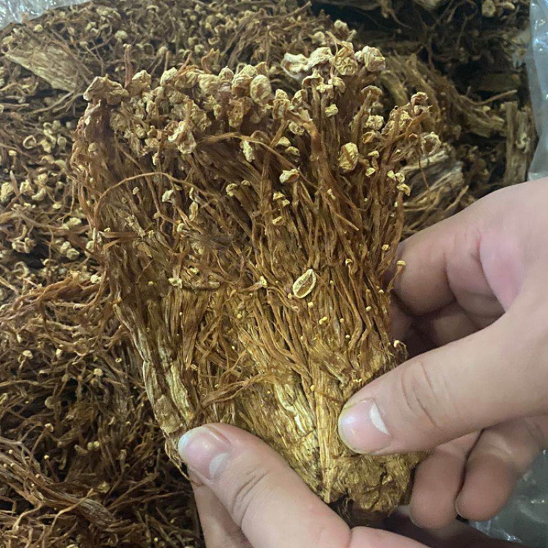 开伞金针菇涂料下脚料白金针菇原料菇剪根黄金针菇提取物下脚