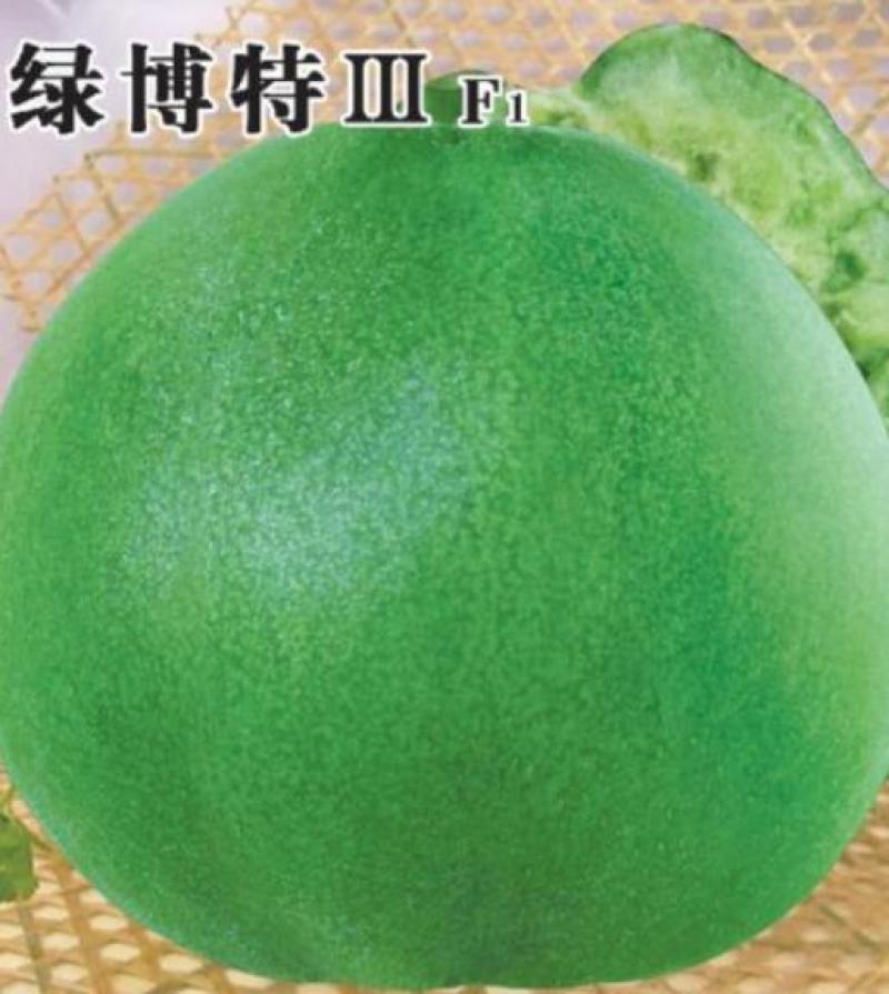 甜瓜苗绿博特甜瓜苗批发嫁接甜瓜苗,甜瓜育苗厂品种