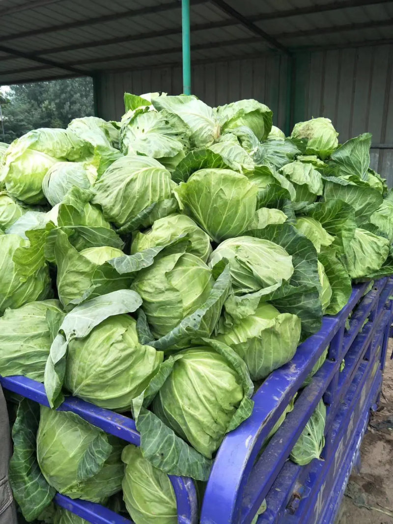 圆包菜新鲜甘蓝蔬菜1~2公斤精品欢迎咨询