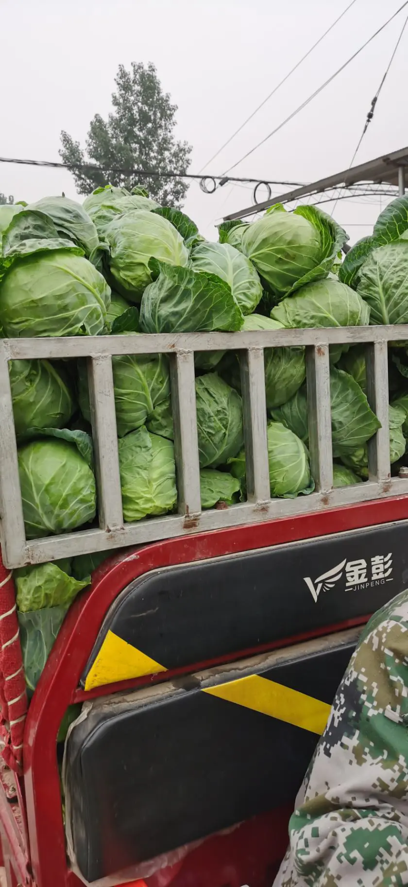 圆包菜新鲜甘蓝蔬菜1~2公斤精品欢迎咨询