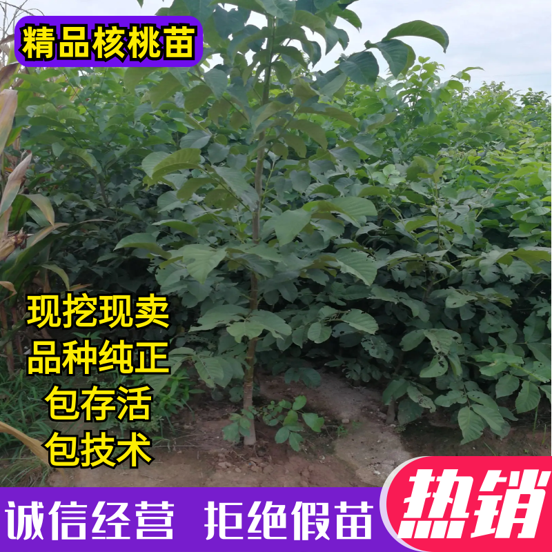 1-4年核桃苗量大从优专业育苗占地用苗长期供货诚信经营