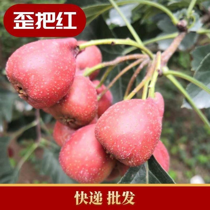 新鲜山楂果大金星，大五棱，歪把红，大棉球，甜红子一件代发