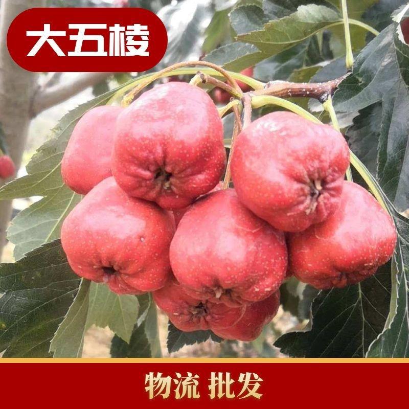新鲜山楂果大金星，大五棱，歪把红，大棉球，甜红子一件代发