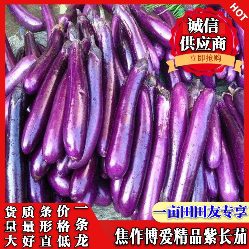 茄子/河南茄子/焦作紫长茄/广茄颜色好条形直，直供超市电商