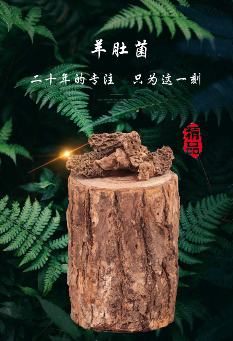 羊肚菌云南土特产羊肚菌菌类干货汤包干货煲汤食材50g