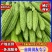 河南苦瓜/焦作苦瓜/精品苦瓜条形顺长颜色绿可市场电商代发全国