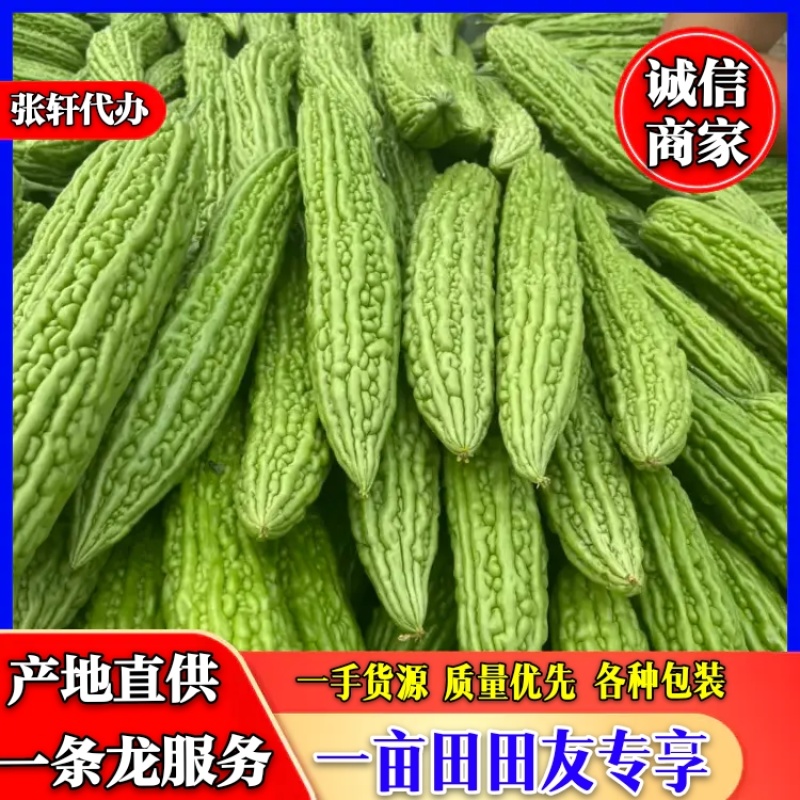 河南苦瓜/焦作苦瓜/精品苦瓜条形顺长颜色绿可市场电商代发全国