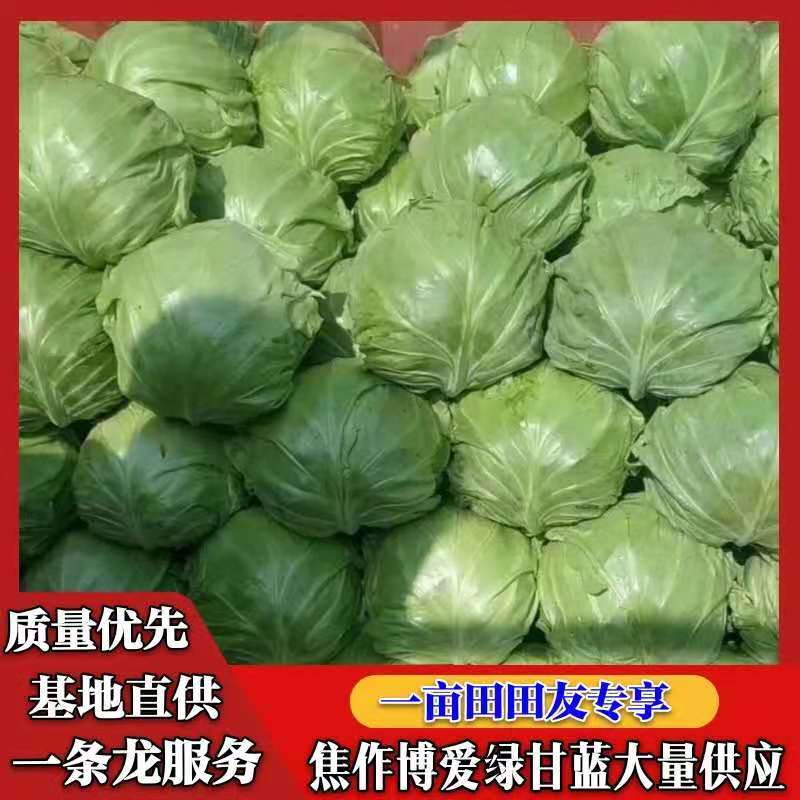 河南焦作甘蓝，个头均匀颜色绿，货源充足，保证质量