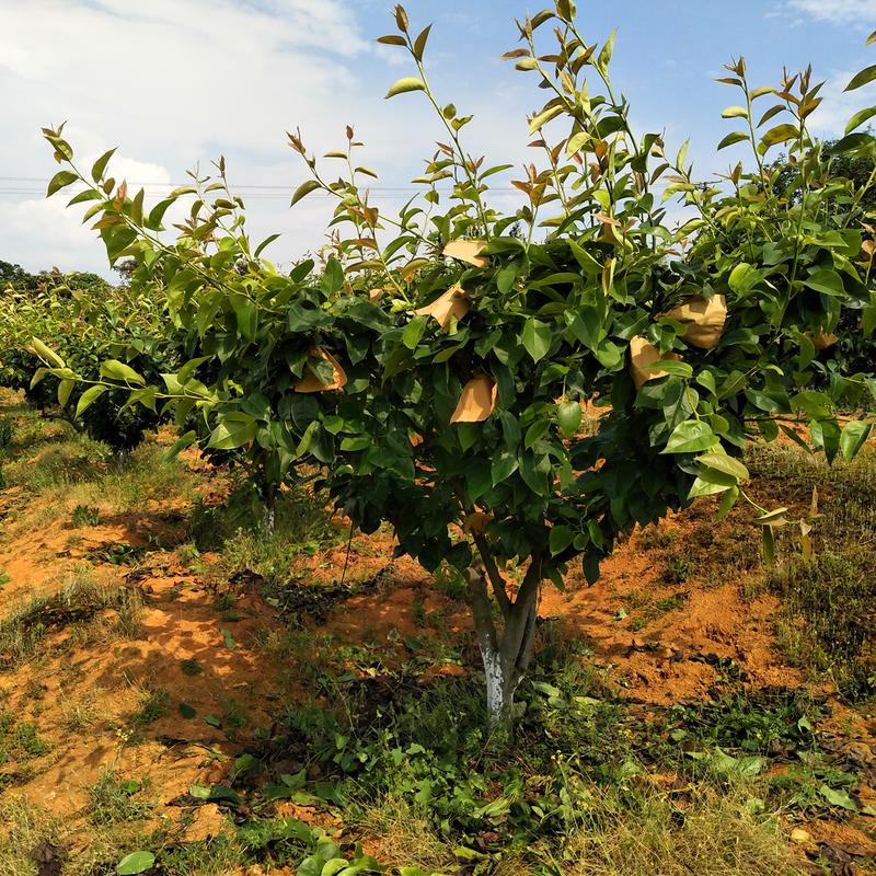 翠冠梨苗，湖南衡阳基地直销南方早熟梨果树苗，量大可优惠