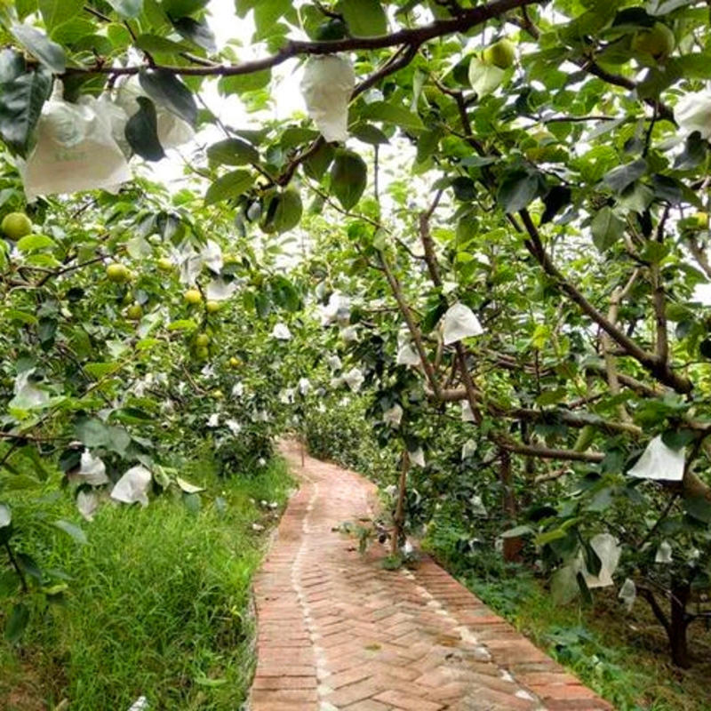 翠冠梨苗，湖南衡阳基地直销南方早熟梨果树苗，量大可优惠