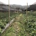 黑老虎苗布福娜果树苗带土带叶冷饭团恶魔果政府企业合作