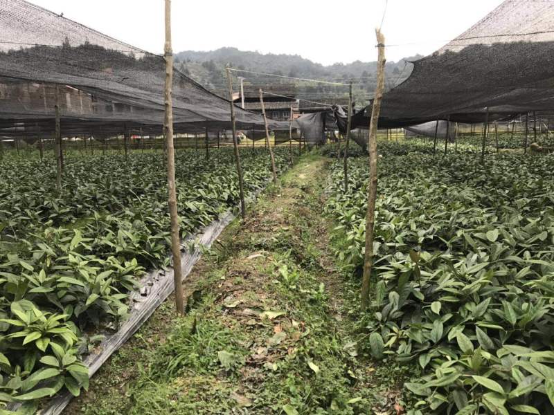 黑老虎苗布福娜果树苗带土带叶冷饭团恶魔果政府企业合作