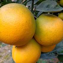 【精品】正宗赣南脐橙江西橙子新鲜水果手剥橙应季甜脐橙