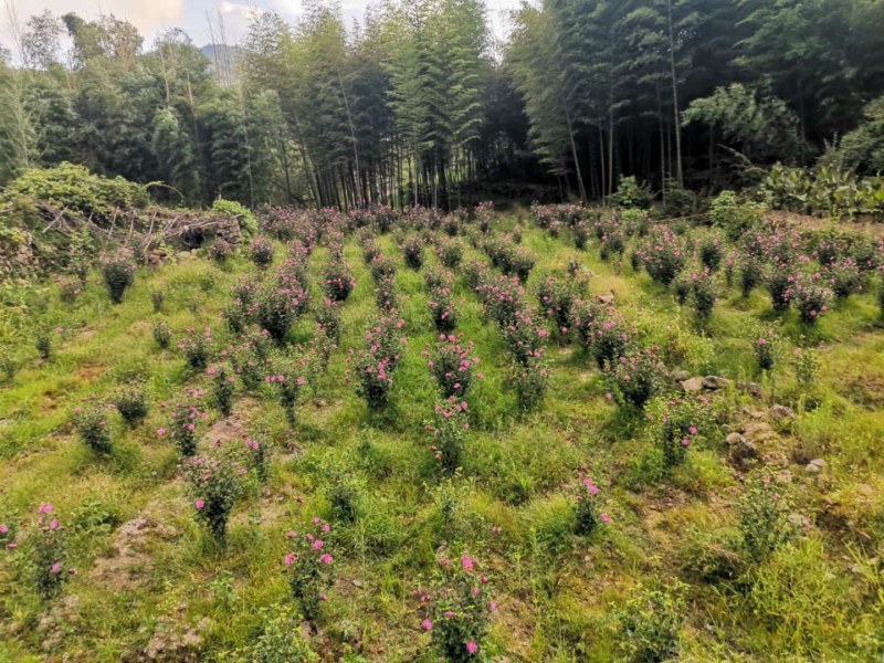 自家种植，质量有保障。《包邮》福建木槿花晒干的