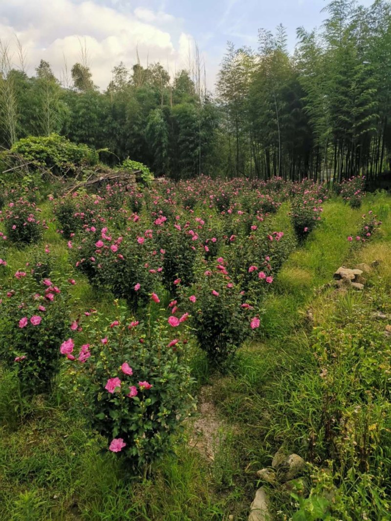 自家种植，质量有保障。《包邮》福建木槿花晒干的