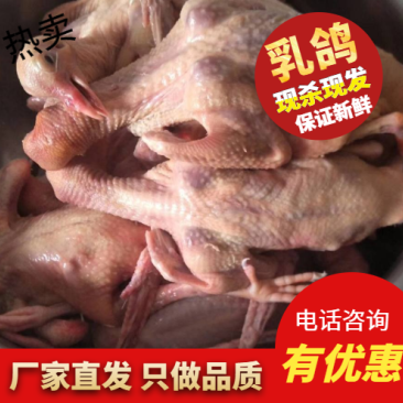 【品质推荐】新鲜白色乳鸽，现杀现发，厂家直发，价格可议