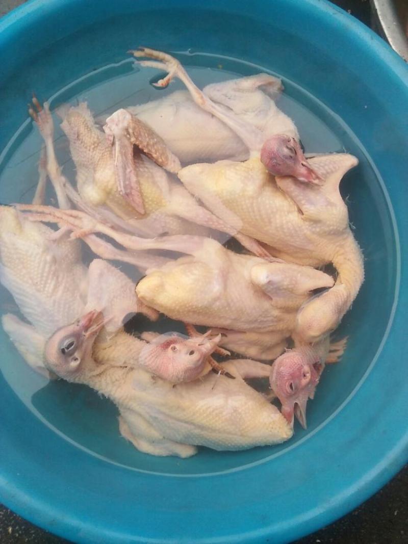 【品质推荐】新鲜白色乳鸽，现杀现发，厂家直发，价格可议