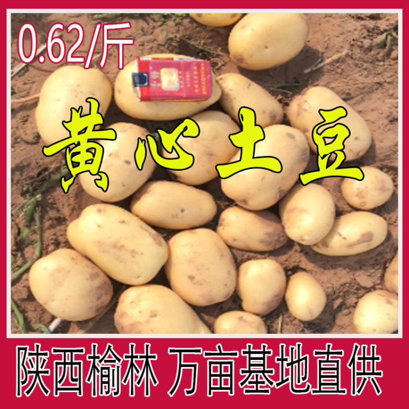 陕北榆林万亩黄心土豆黄皮黄肉/V9/希森/V7等产地直供
