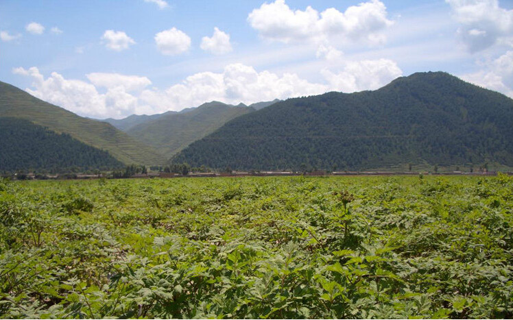 黄芩种植基地实景图,展示黄芩在自然环境中生长的状态 黄芩种植基地图