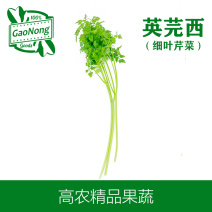 【高农果蔬】新鲜英芫茜细叶芹雪维菜中西餐香料三叶香