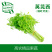 【高农果蔬】新鲜英芫茜细叶芹雪维菜中西餐香料三叶香