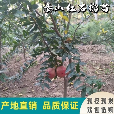 石榴苗~泰山红石榴苗采摘园庭院建园等