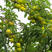 蜂糖李苗，湖南衡阳基地直销端午节后成熟的李子果树苗，