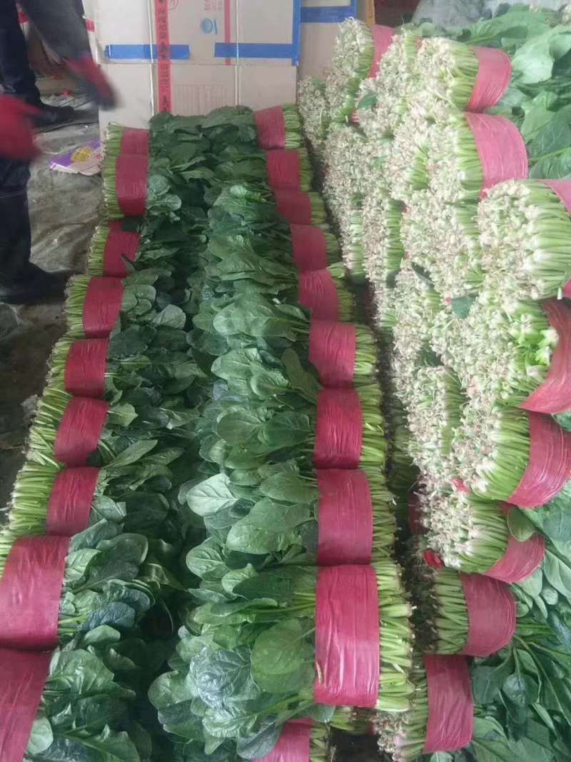 精品万亩菠菜品种齐全各种包装代发全国